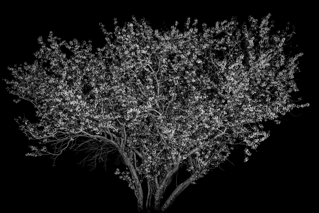 Portraits of Trees