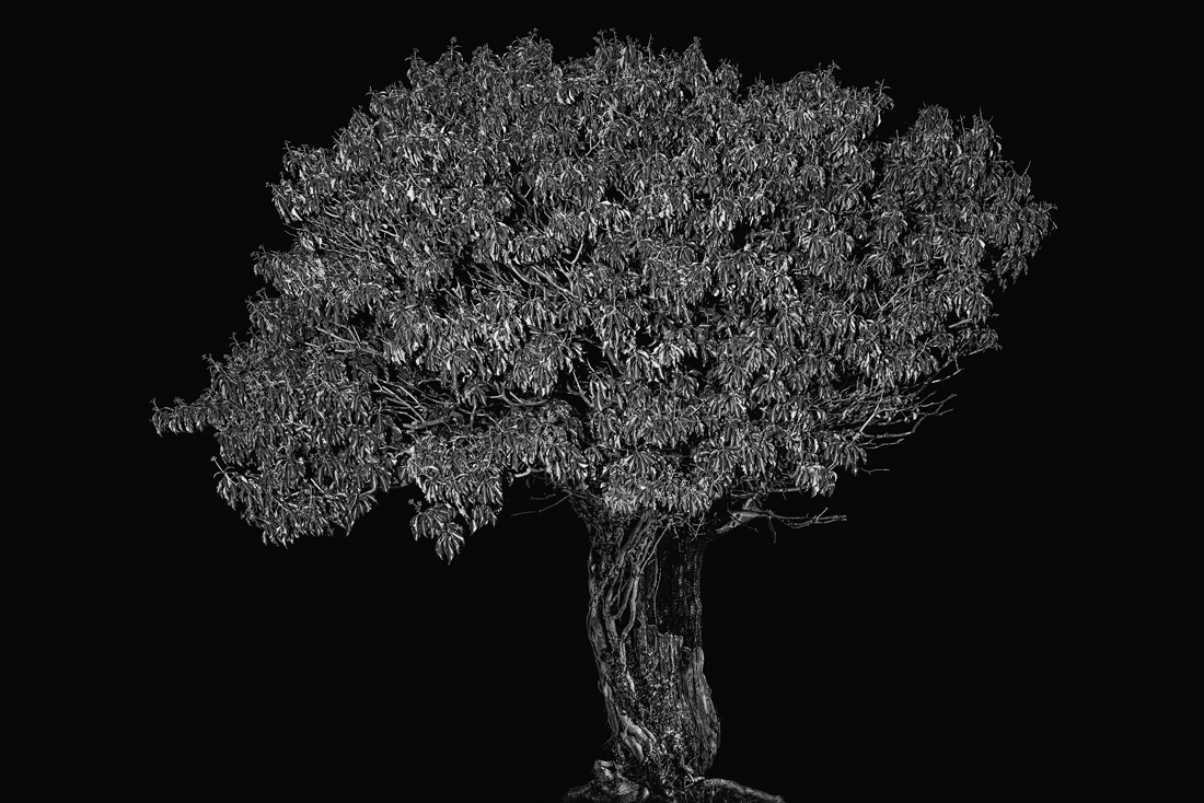 Portraits of Trees