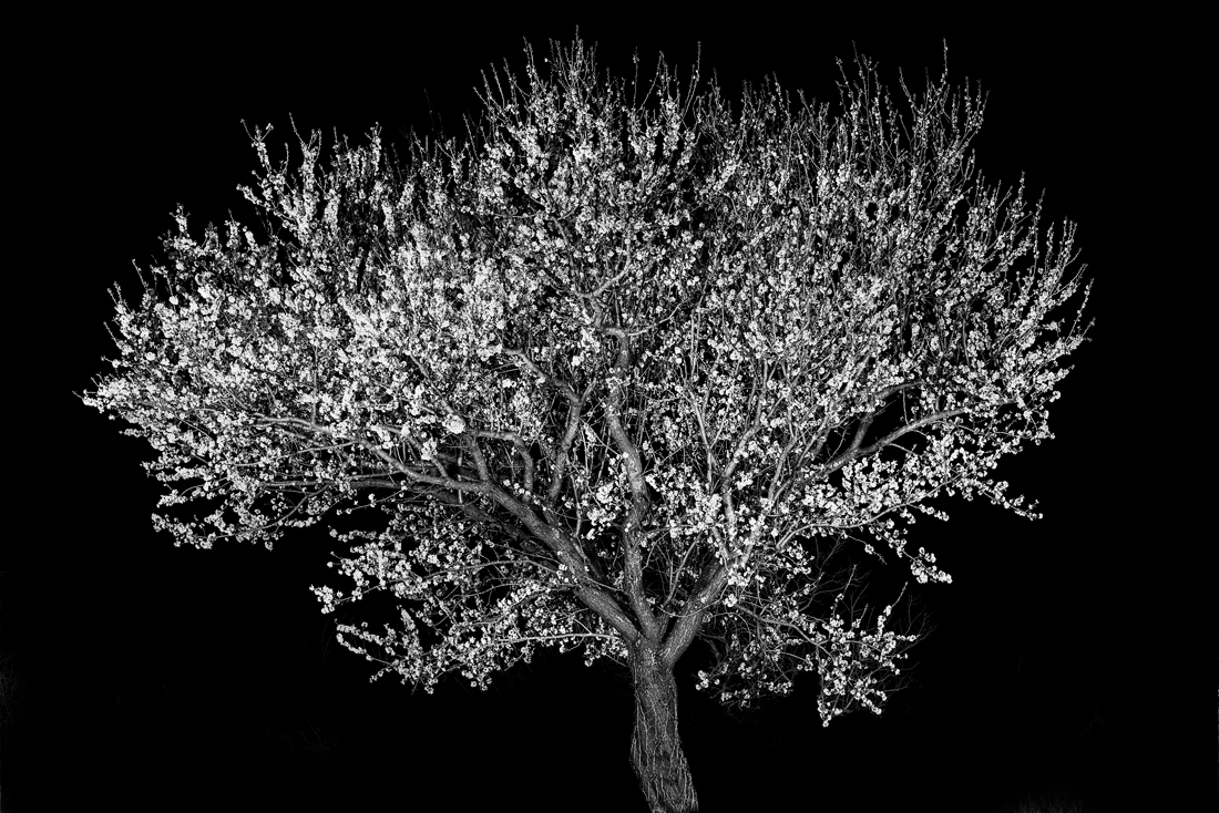 Portraits of Trees