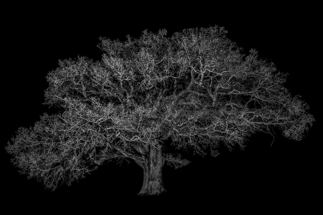 Portraits of Trees