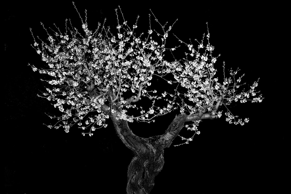 Portraits of Trees