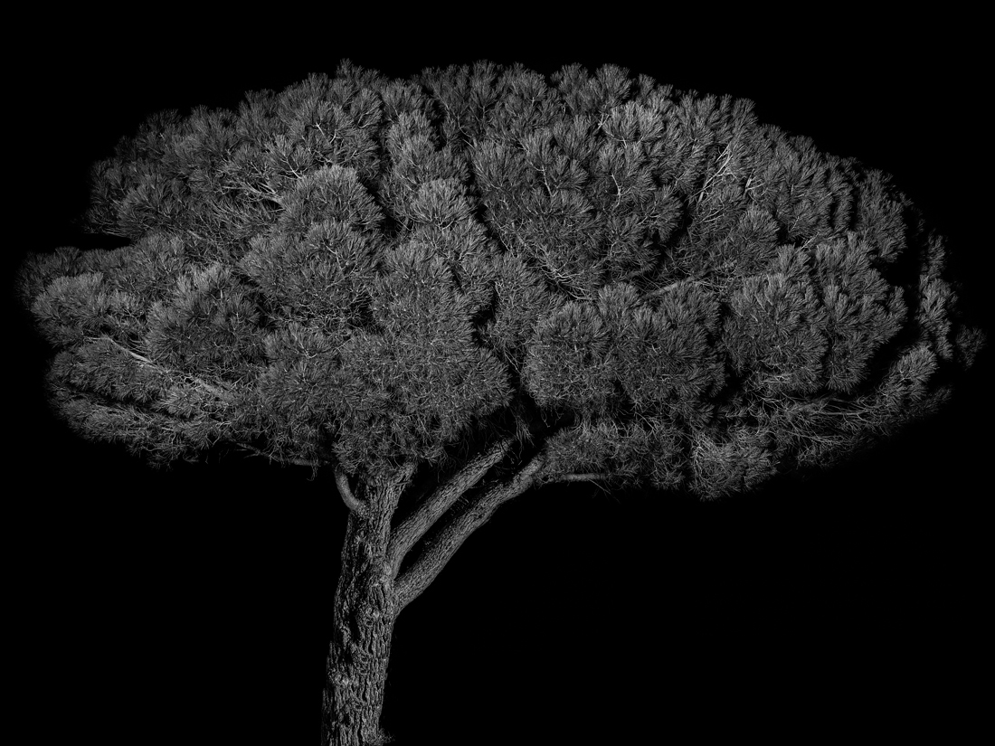 Portraits of Trees
