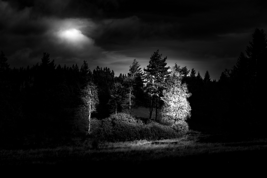 Black Forest in Black and White