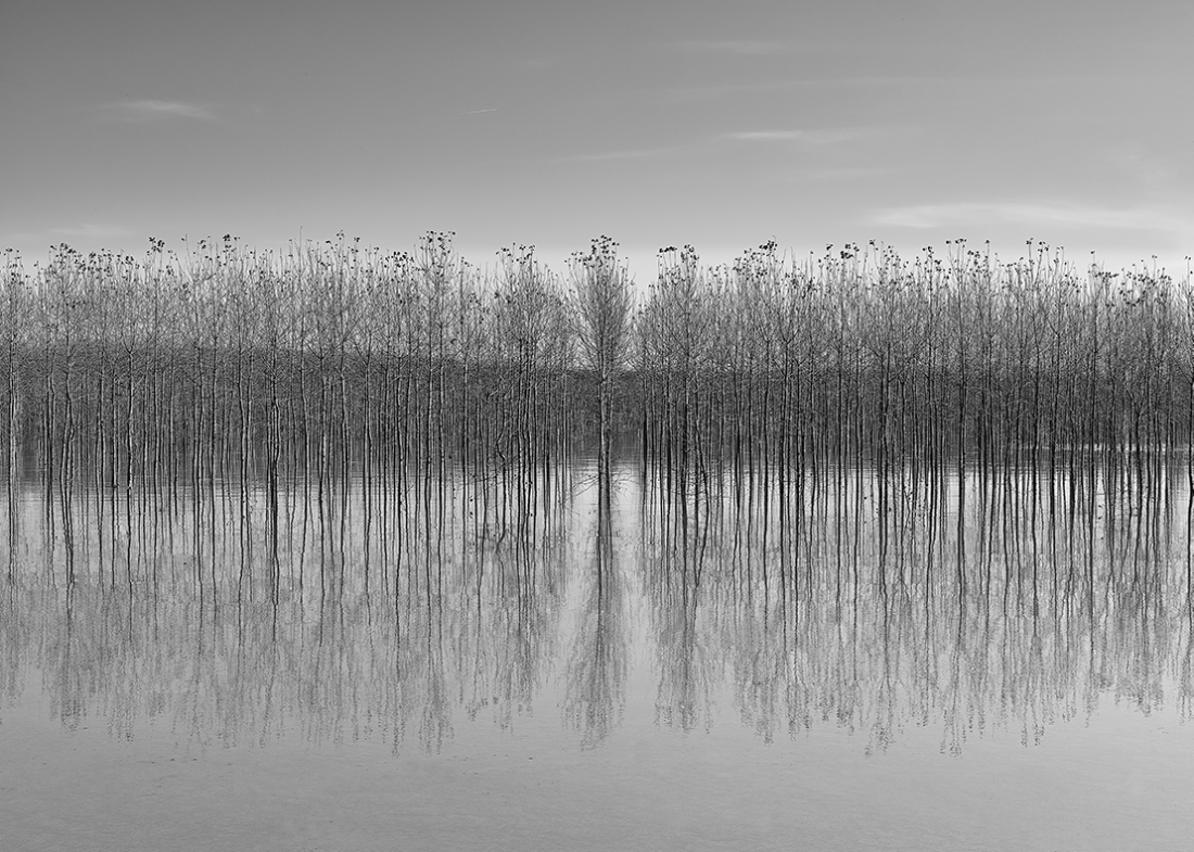  Poplars during a flood of the Po River