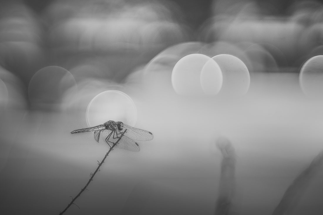 Dragon-fly