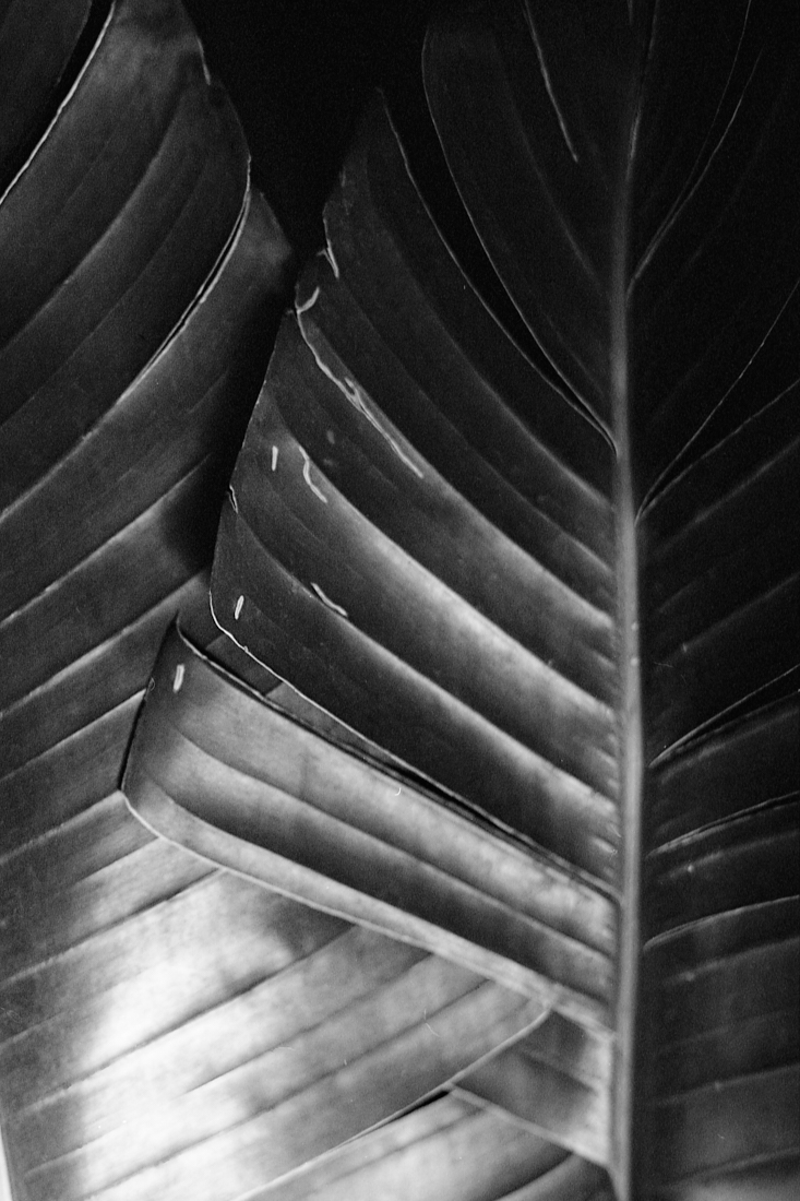 Flora