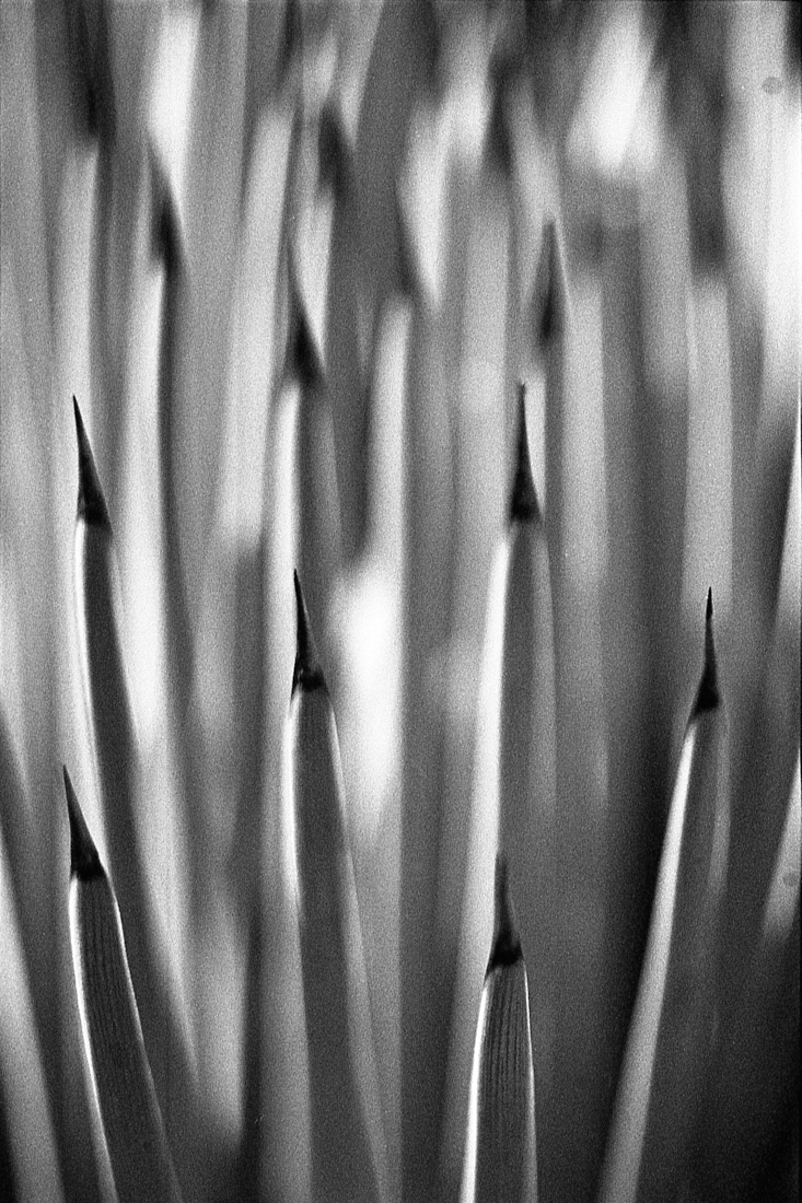 Flora