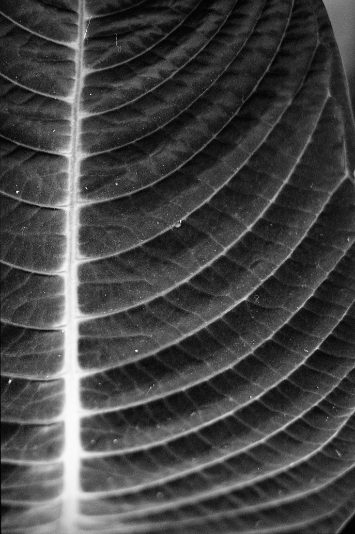 Flora