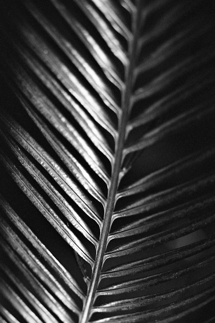 Flora