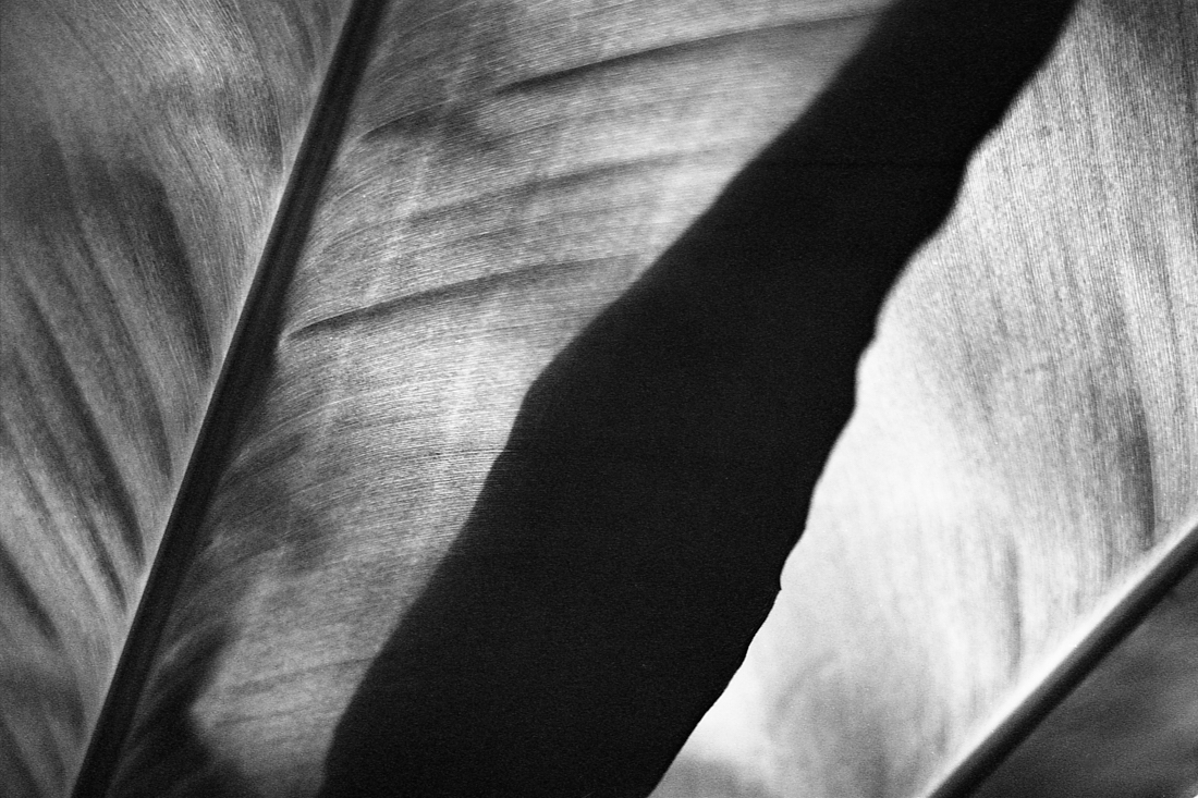 Flora