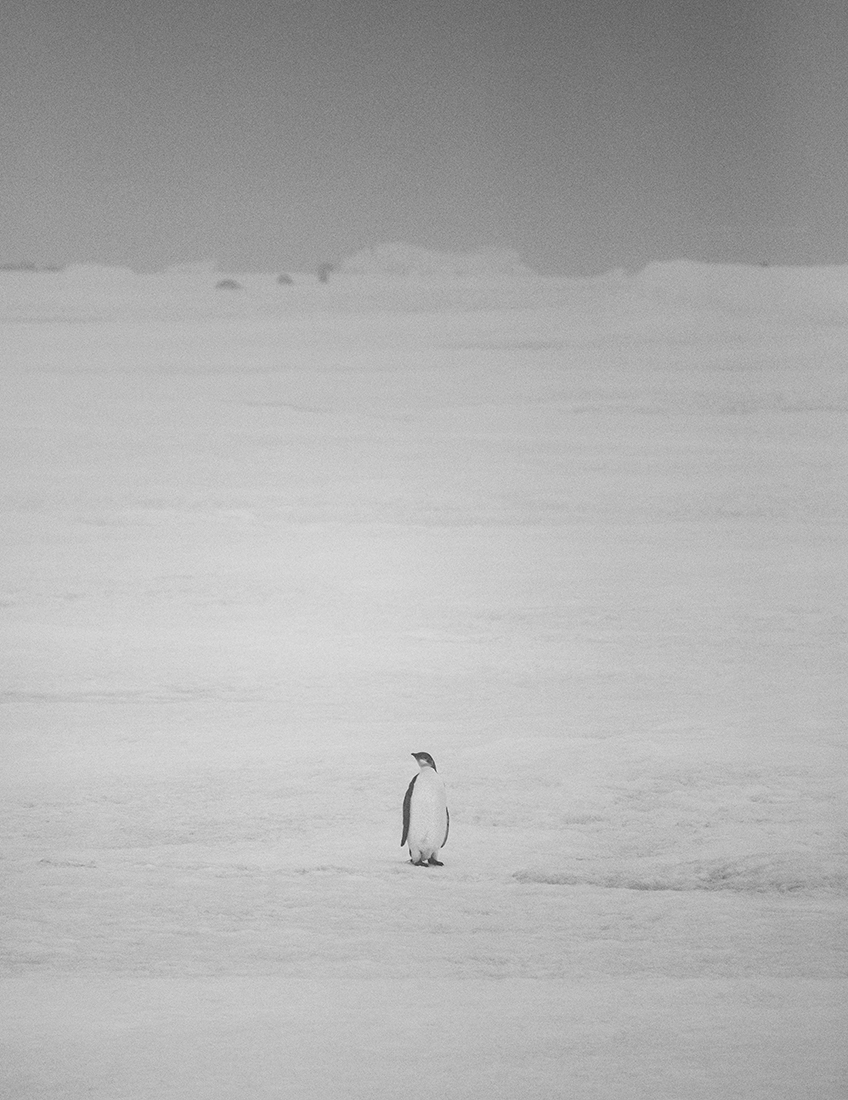 Young Emperor Penguin