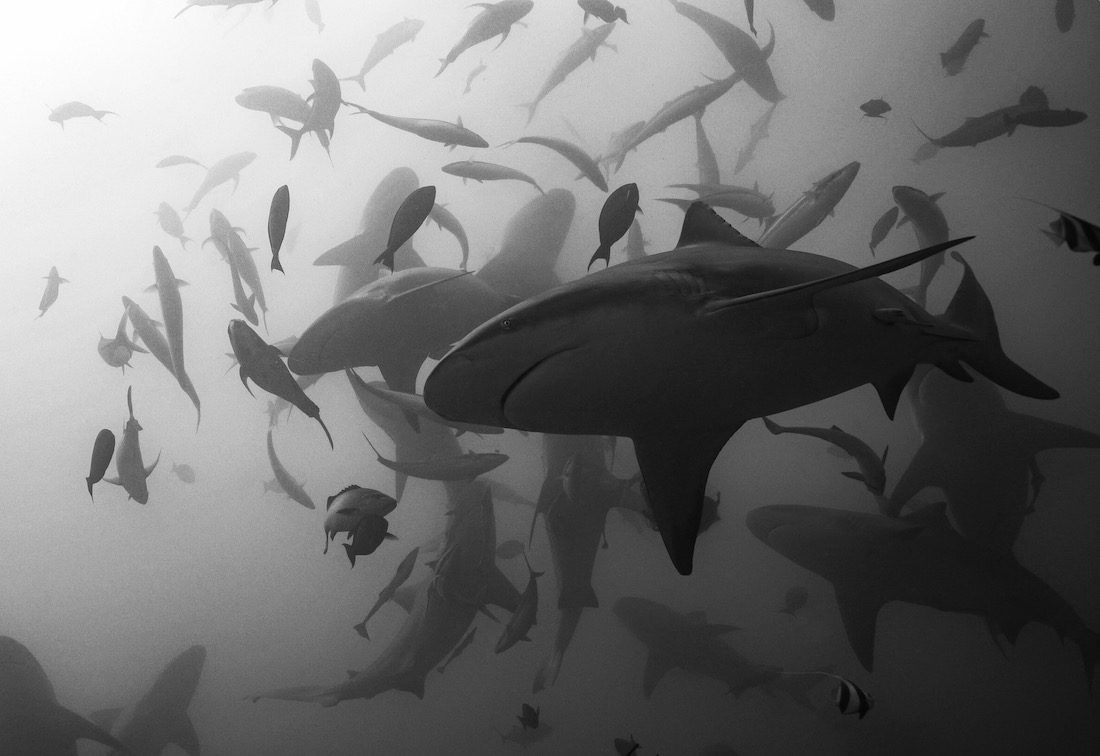 Bullsharks dance