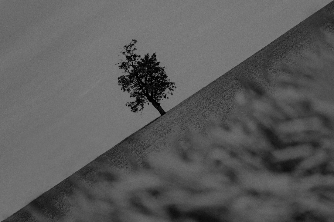Tree in the cornfield