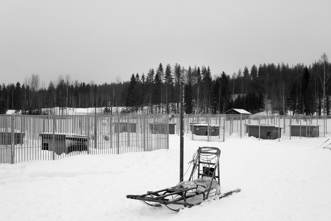 The White Forest 