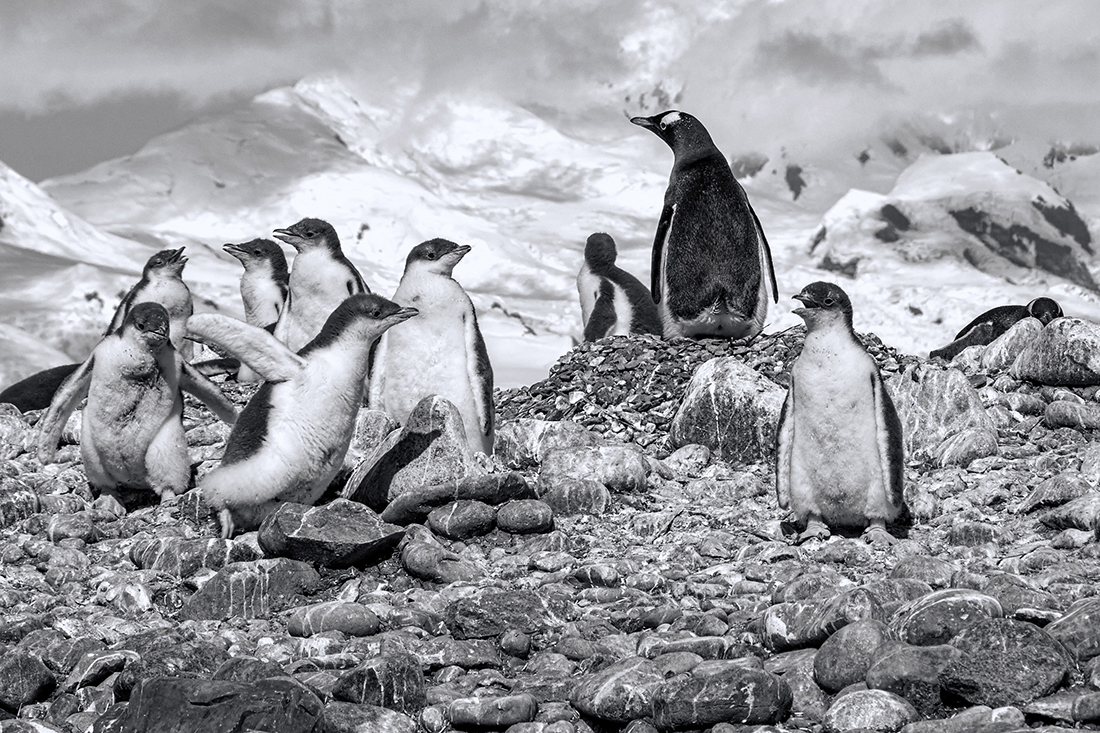 Waddle of Chicks