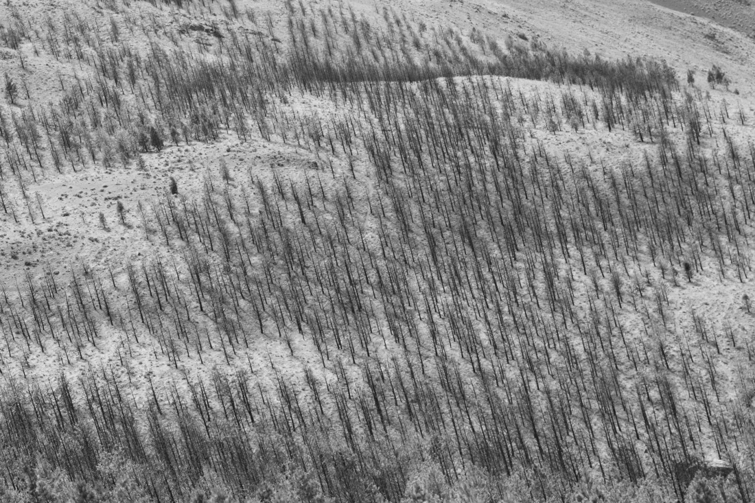 Dead landscape ?
