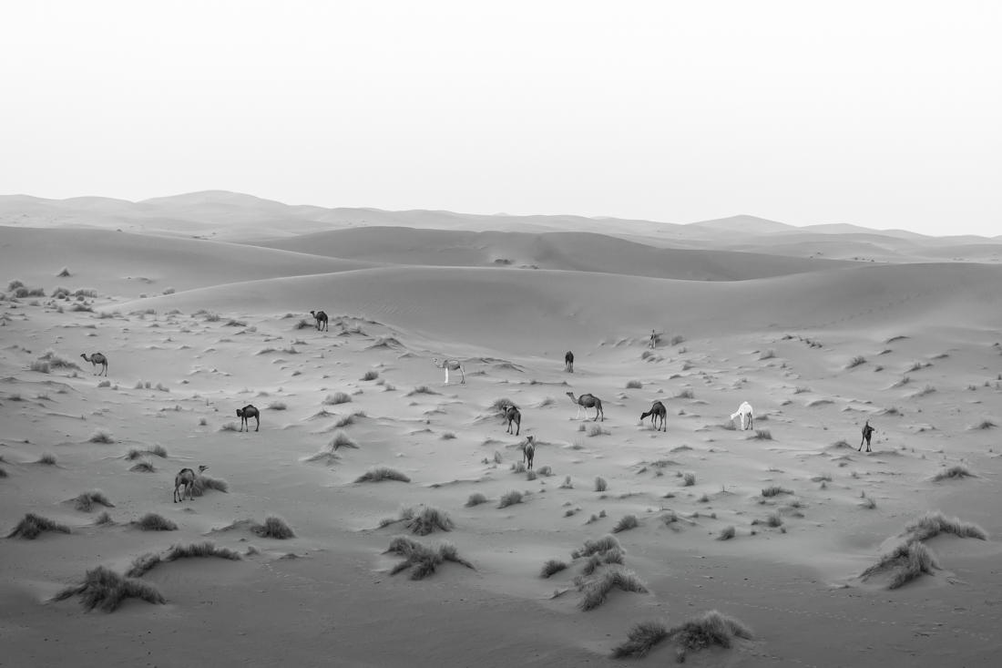 Camels