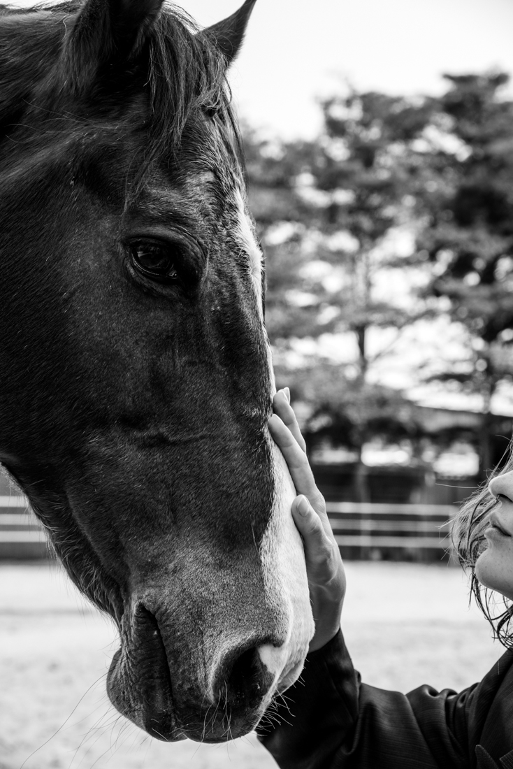 Lady's Horse