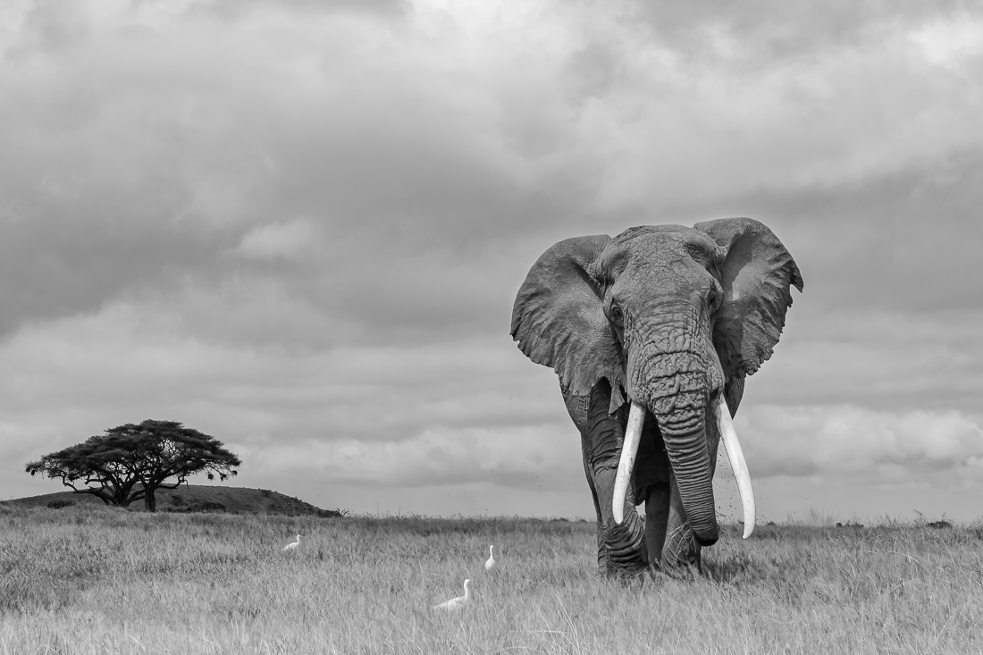 Amboseli Tusker