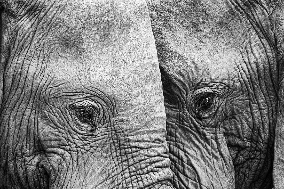 Nature in black and white