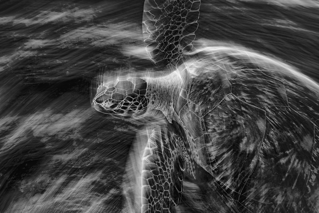 Nature in black and white