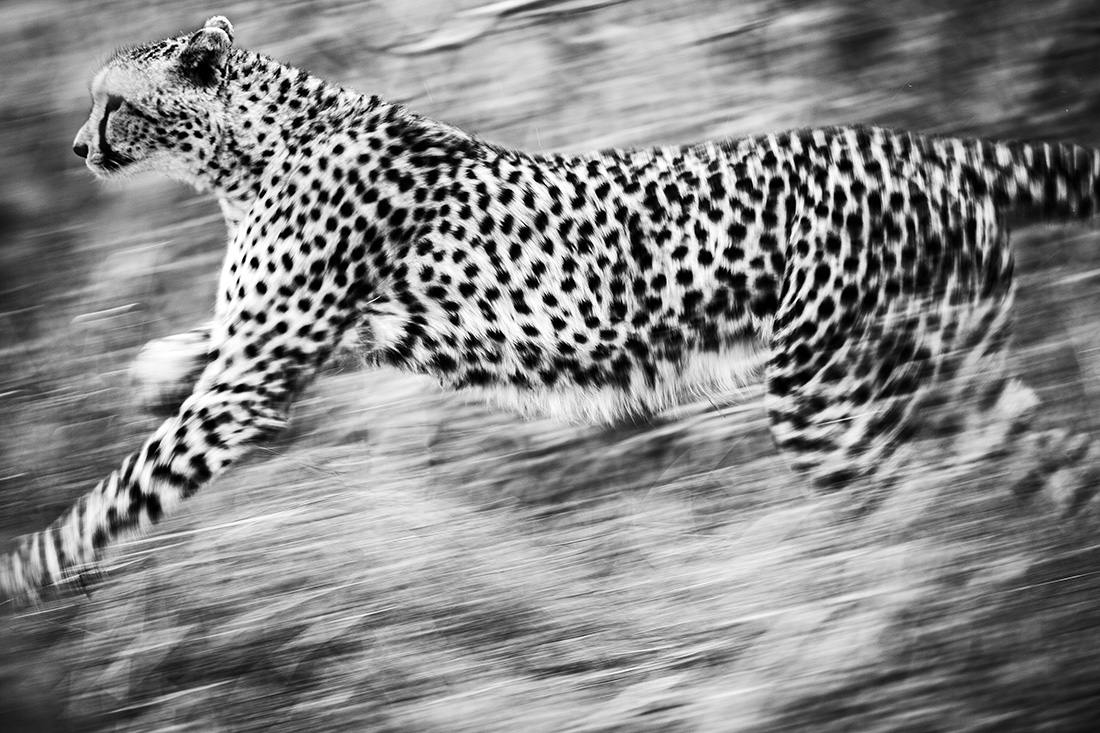 Nature in black and white