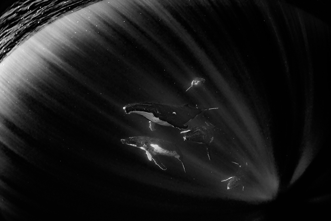Nature in black and white