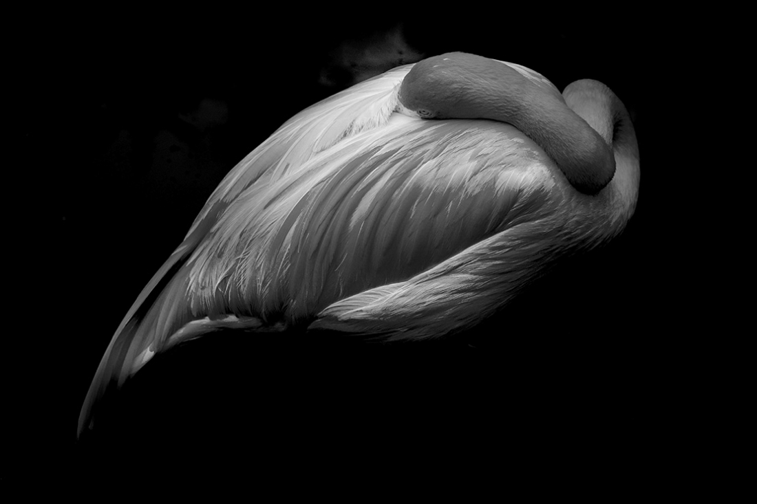 Nature in black and white
