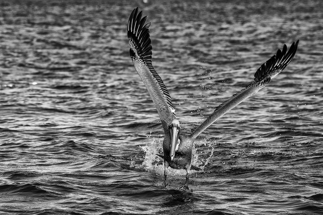 Nature in black and white