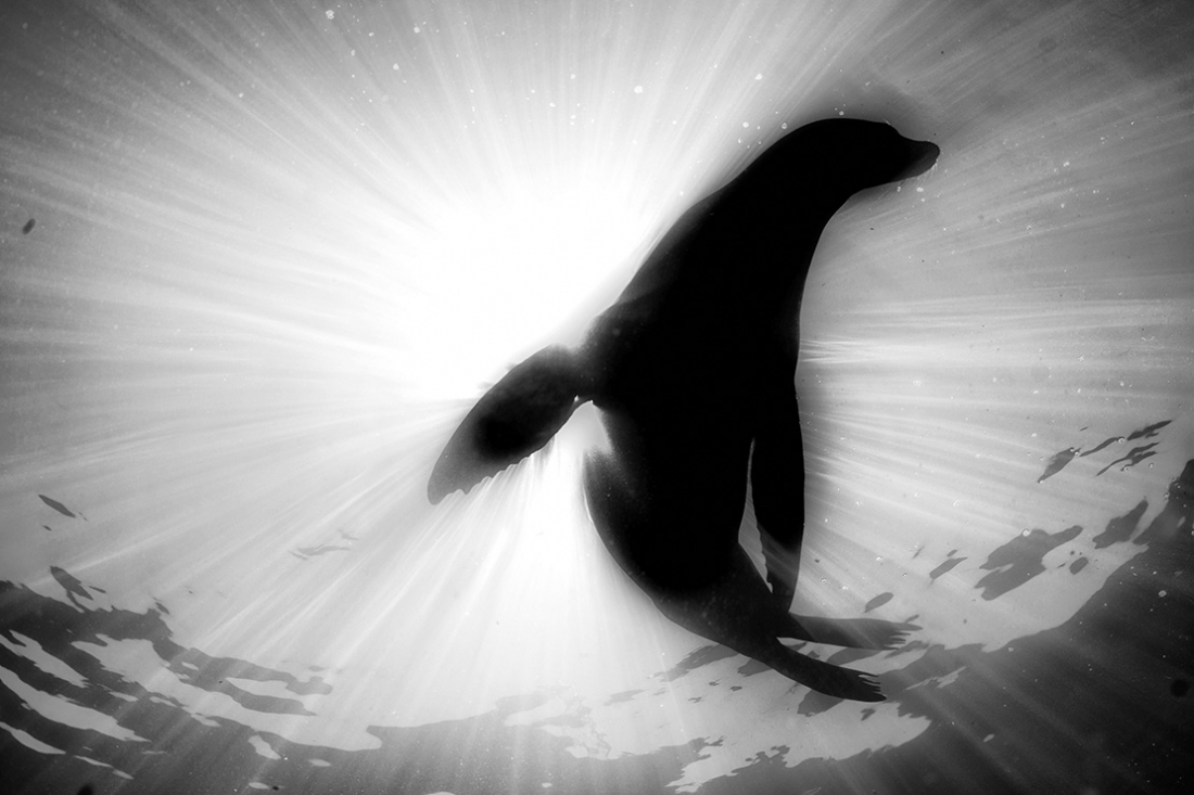 Nature in black and white