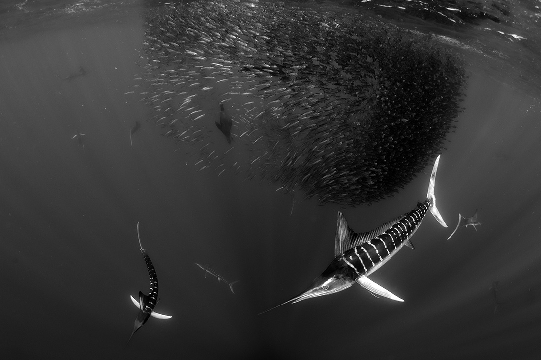 Nature in black and white