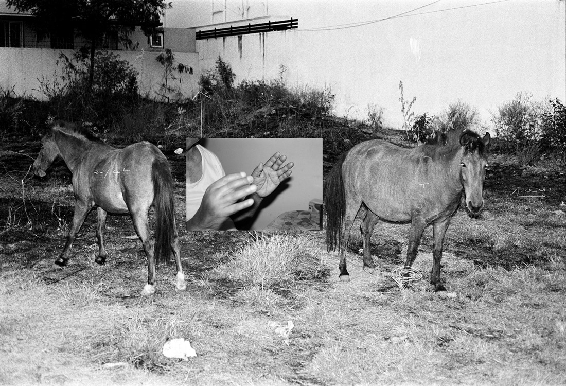 appa and other animals 