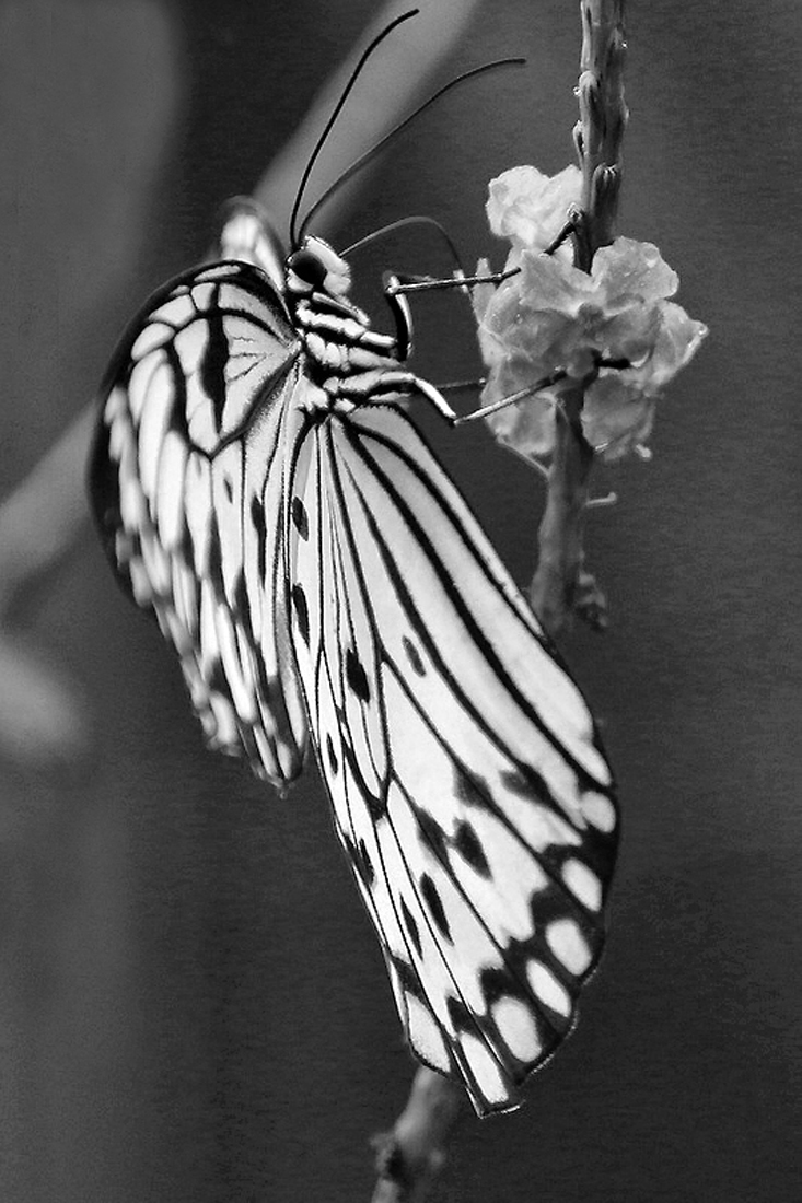 What's Black & White and Flies ?