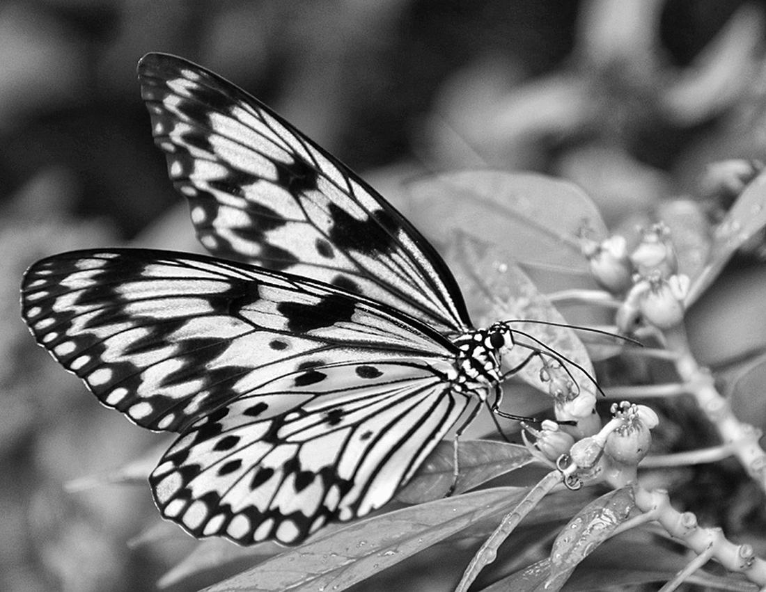 What's Black & White and Flies ?
