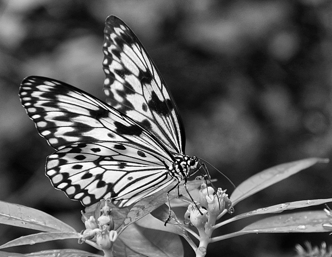 What's Black & White and Flies ?