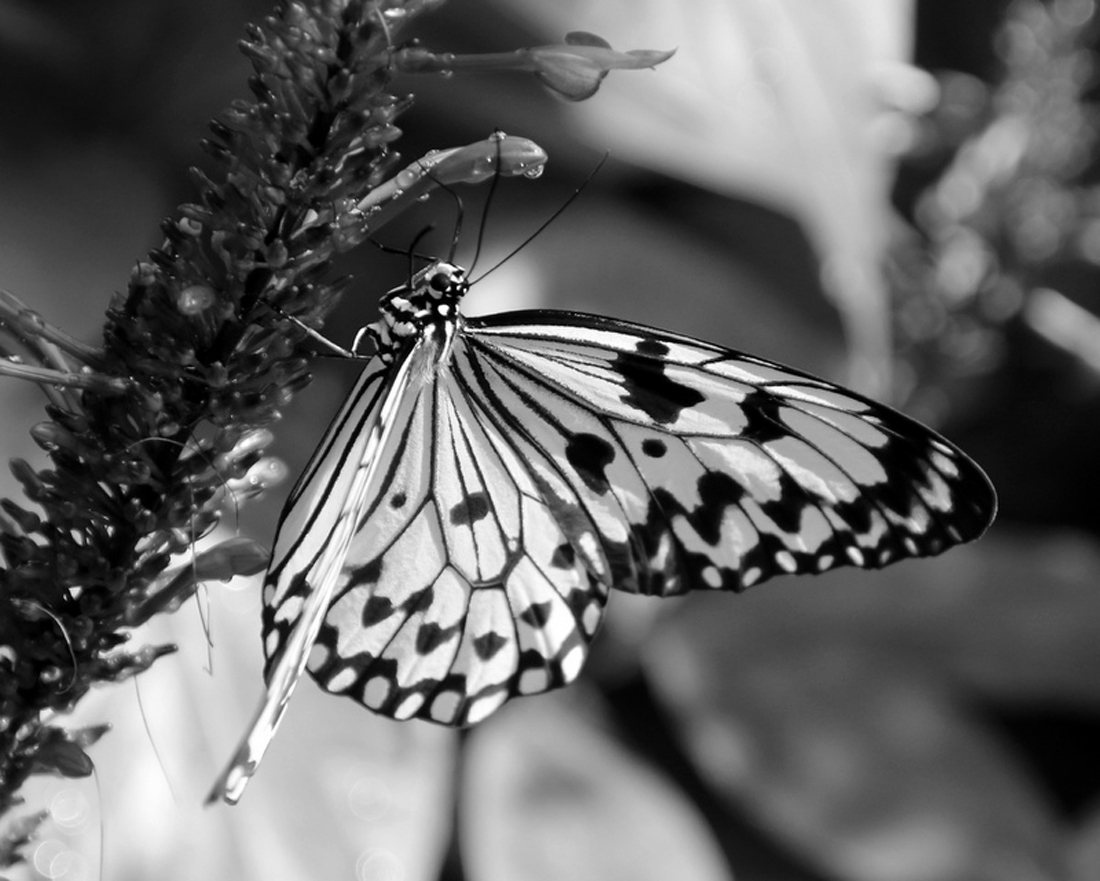 What's Black & White and Flies ?