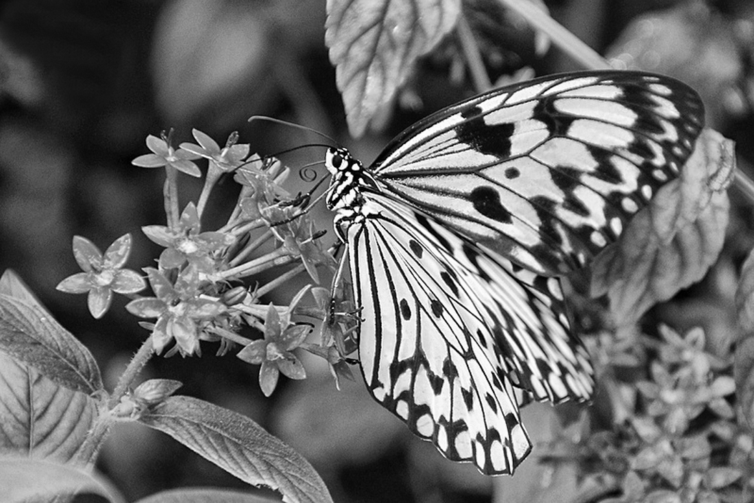 What's Black & White and Flies ?