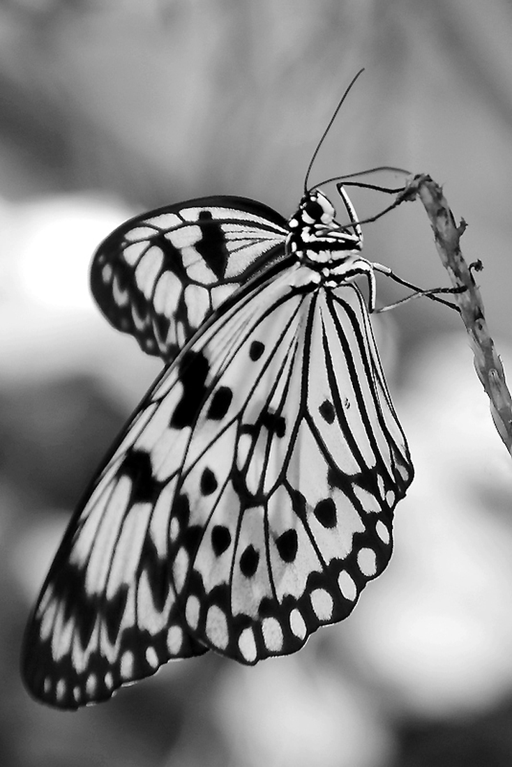 What's Black & White and Flies ?