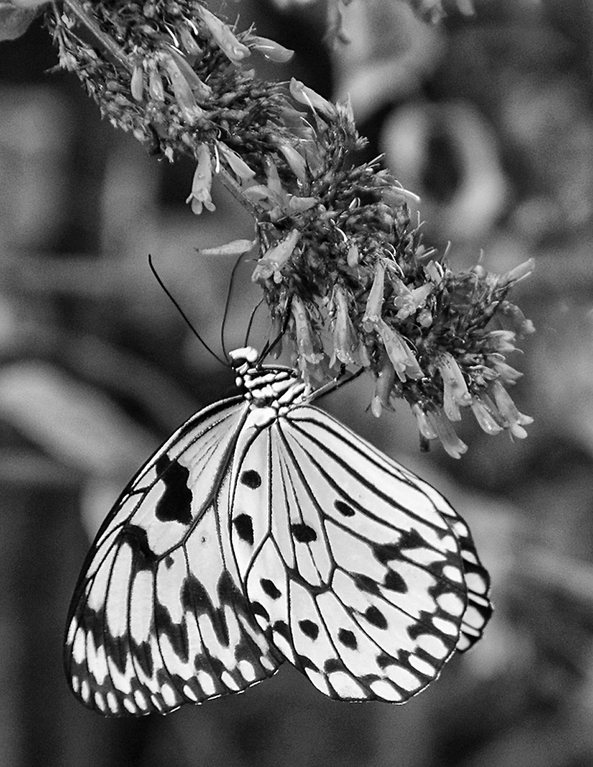 What's Black & White and Flies ?