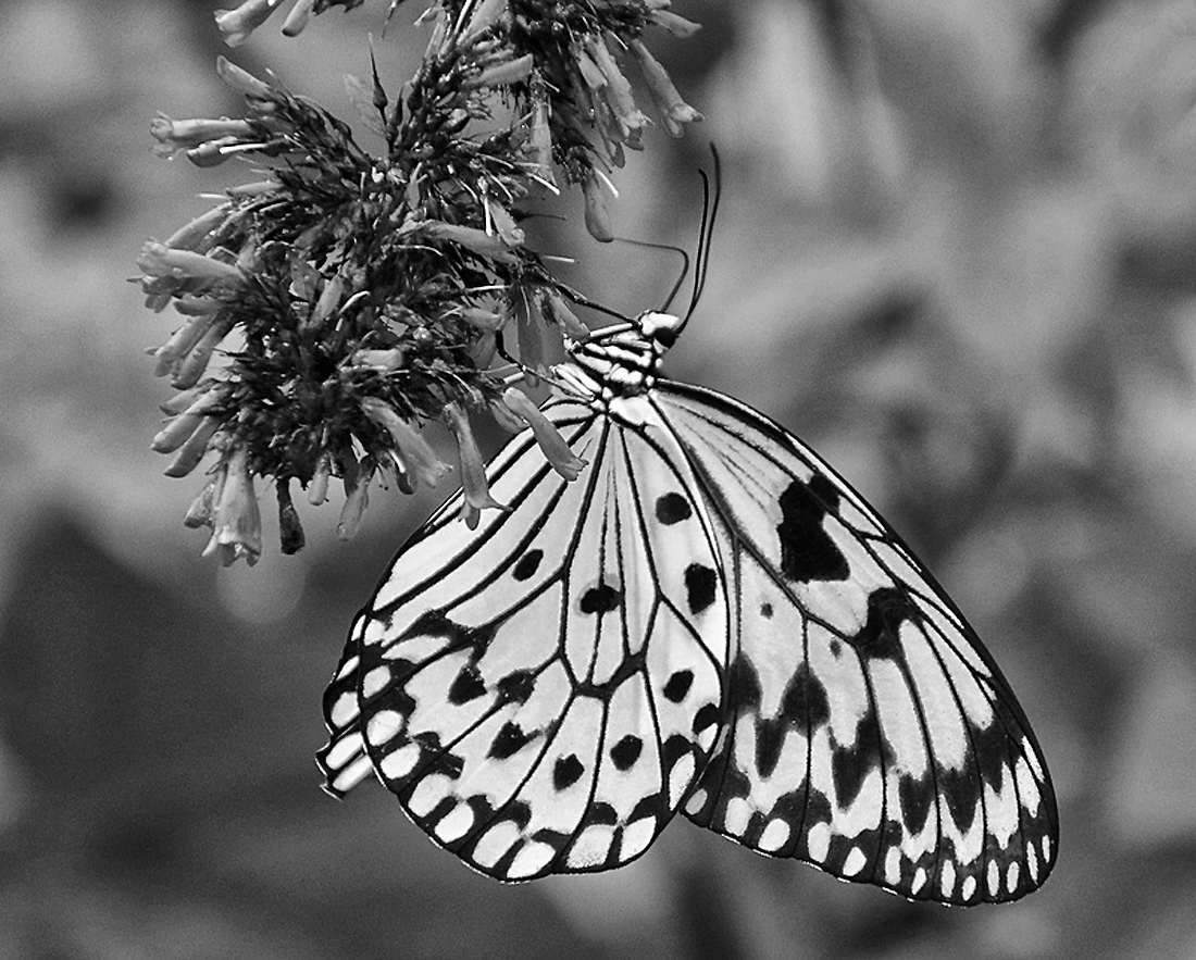 What's Black & White and Flies ?
