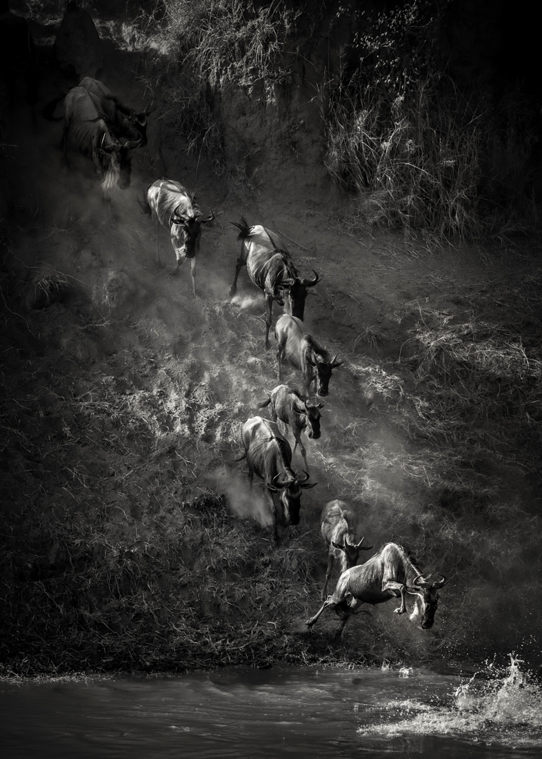 Great Spectacle of Nature - Mara River Crossing
