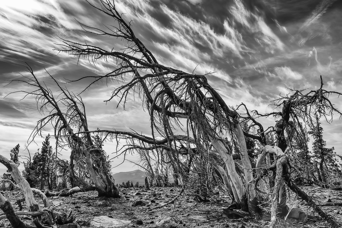 Whitebark Pines