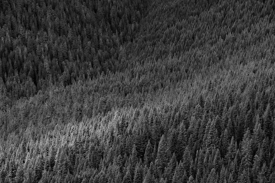 Sea of Trees