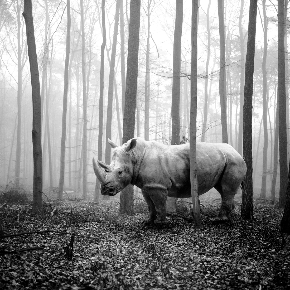 tierwald