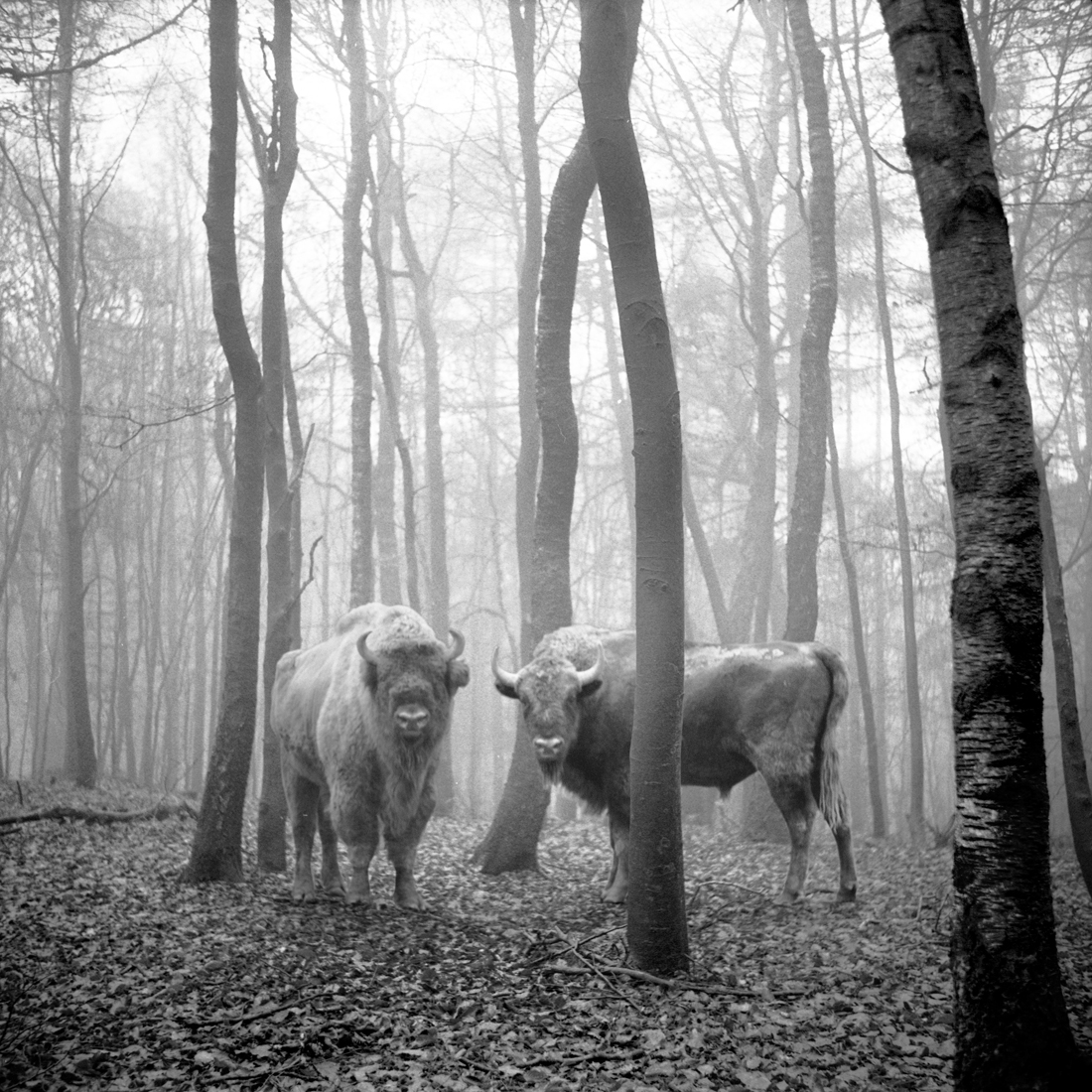 tierwald