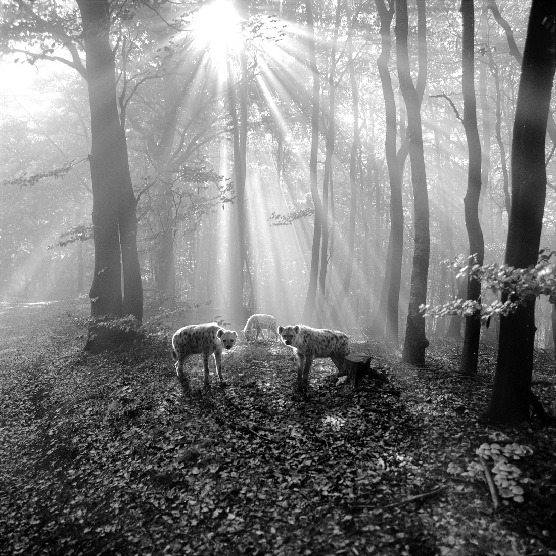 tierwald