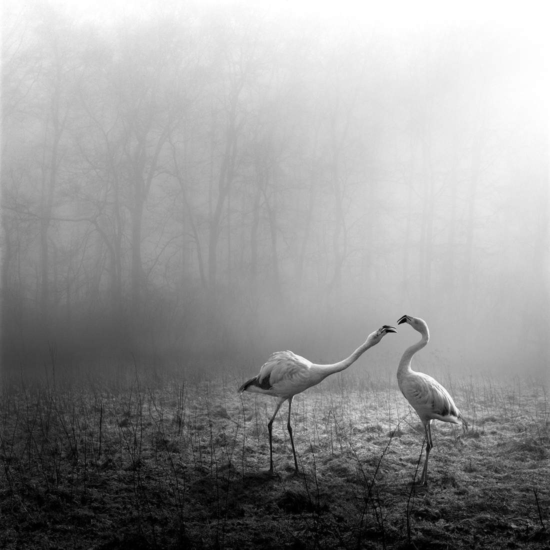 tierwald