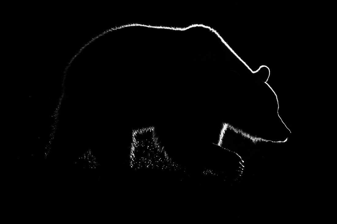 Wild in Black