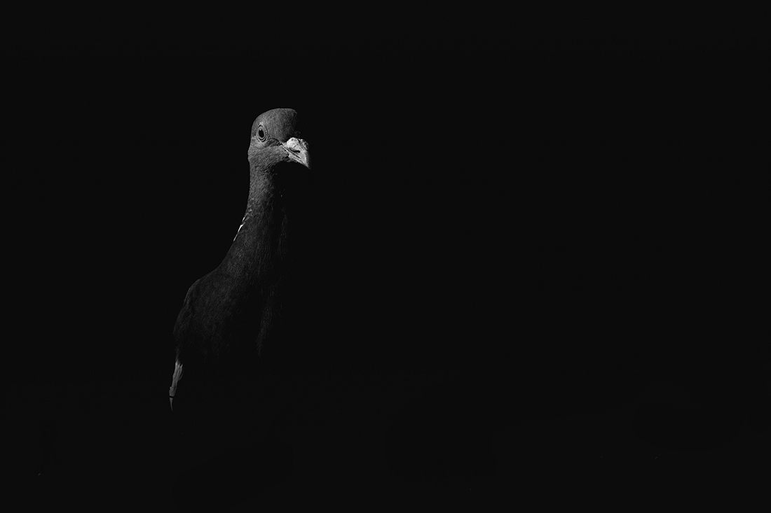Wild in Black