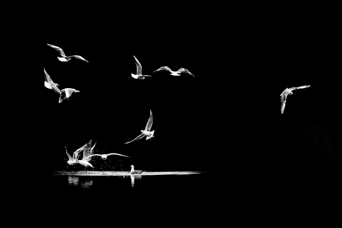 Wild in Black